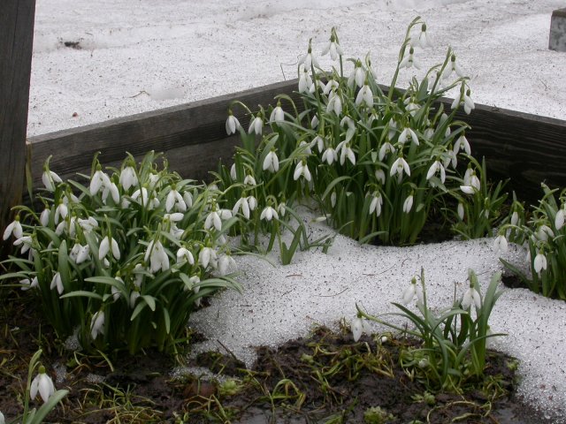 galanthus nivalis